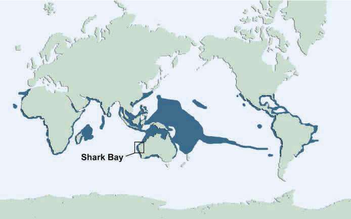 Manta Ray Habitat Map