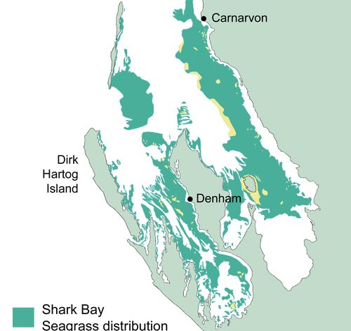 Seagrasses - Shark Bay