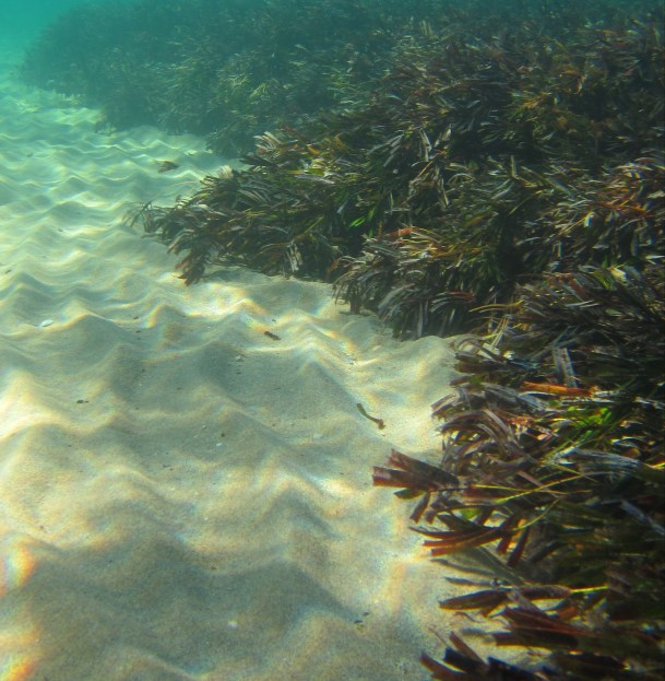 Seagrasses - Shark Bay