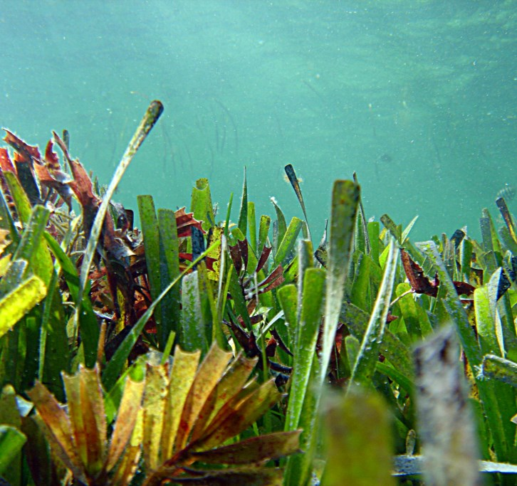 Seagrasses - Shark Bay