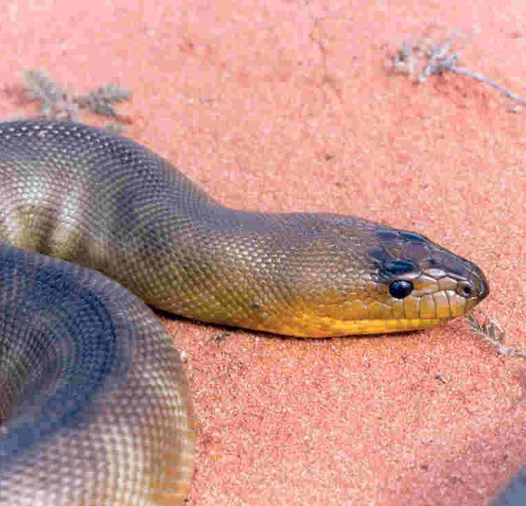 australian desert snakes