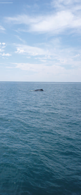 Humpback Whale - Shark Bay
