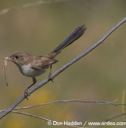 white winged fairy wren