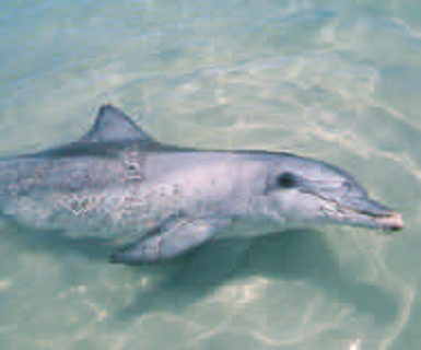 indo pacific bottlenose dolphin and bottlenose dolphin