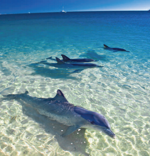 indo pacific bottlenose dolphin and bottlenose dolphin