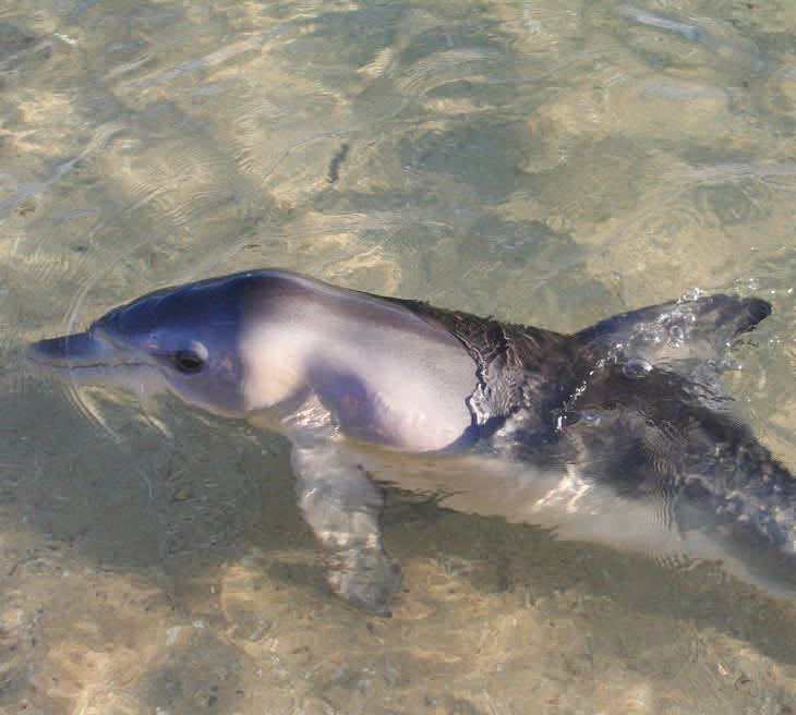 indo pacific bottlenose dolphin and bottlenose dolphin