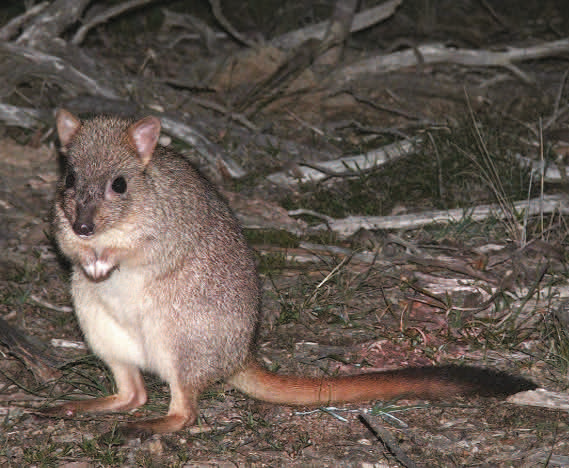 Woylie (Brush-tailed Bettong) - Shark Bay