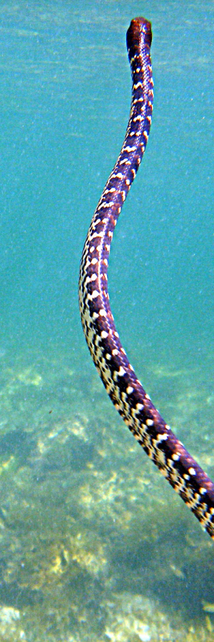 perons sea snake