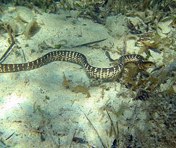 turtle headed sea snake