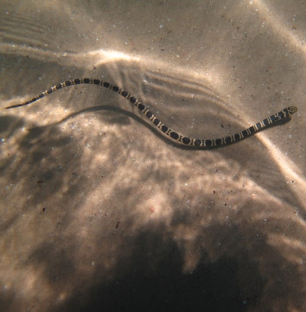 Sea snake, Types, Habitat, & Facts