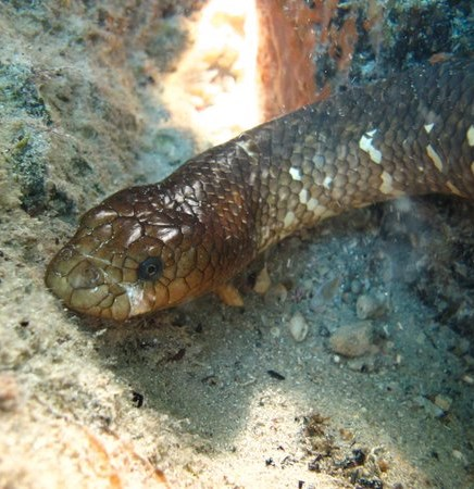 perons sea snake