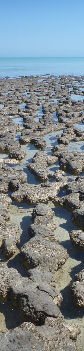Stromatolites-002