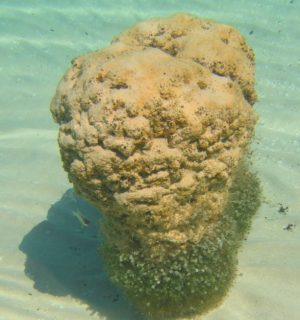 Stromatolites-004