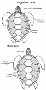 Loggerhead Turtle - Shark Bay