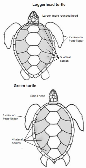 Loggerhead Turtle - Shark Bay