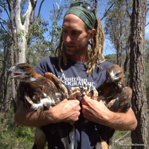 Simon wedge-tailed eagles satellite tagged in 2017