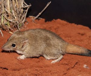 Brush-tailed Mulgara - Shark Bay