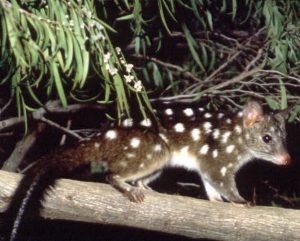 Chuditch (Western Quoll) - Shark Bay