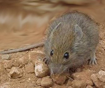 Desert Rodent