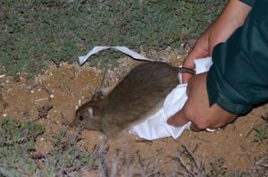 Greater stick-nest rats arrive on Dirk Hartog Island National Park